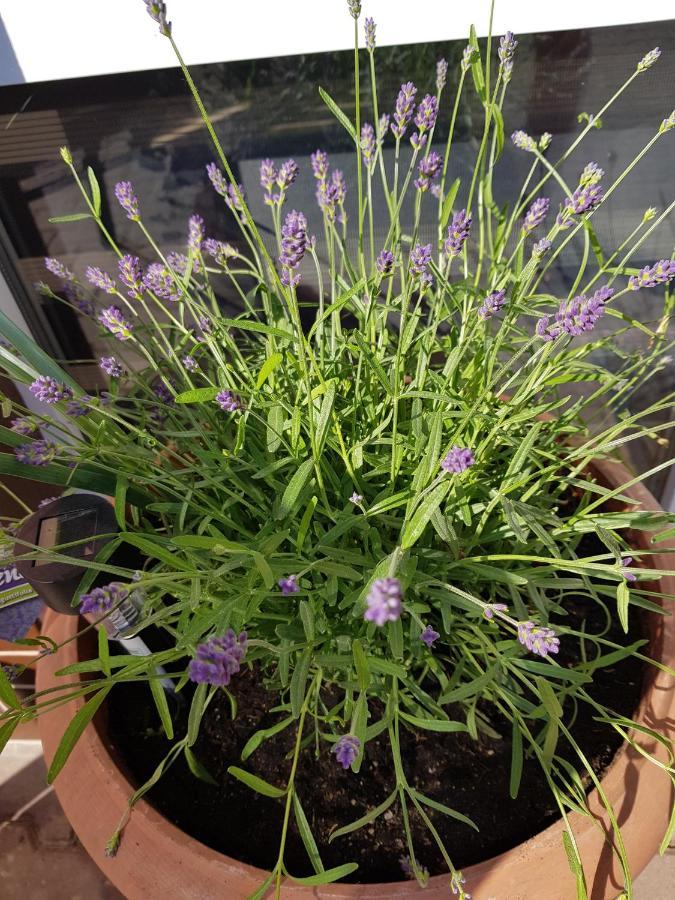 Apartament Lavender Jelenia Góra Eksteriør billede